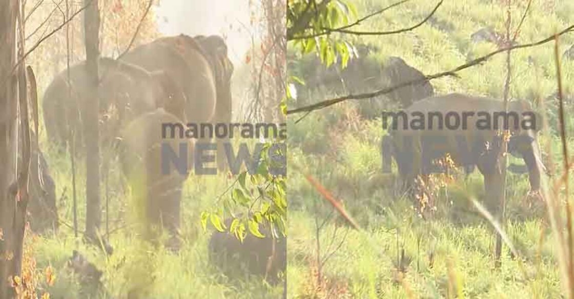 The natives of Chinnakkanal and Santhanpara are awaiting the report on Arikomban by the expert committee, hoping that it will be in their favour. Photo: Manorama