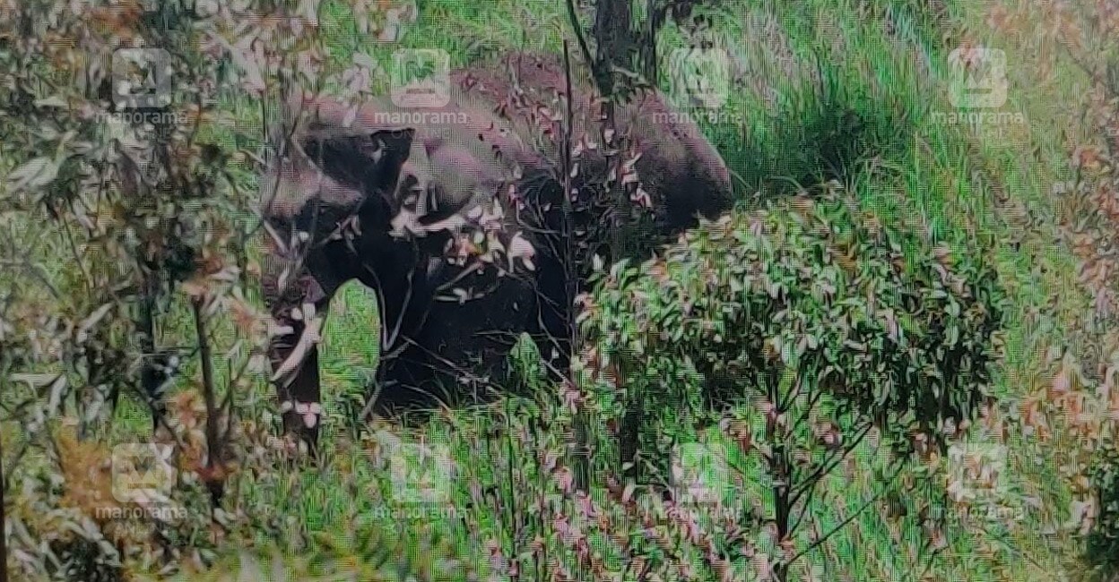 Rogue wild tusker Arikomban after being tranquilised. Photo: Rijo Joseph/Manorama 