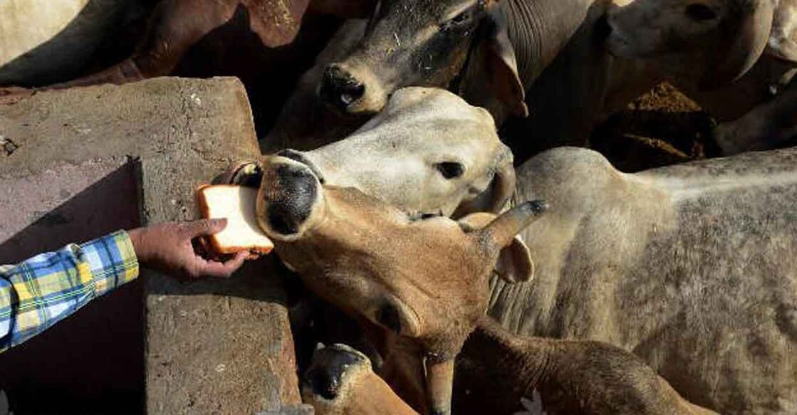Livestock inspectors are expected to inspect to monitor the movement of farm animals and birds, check their fitness and health, and collect entry fees at the checkposts. File Photo