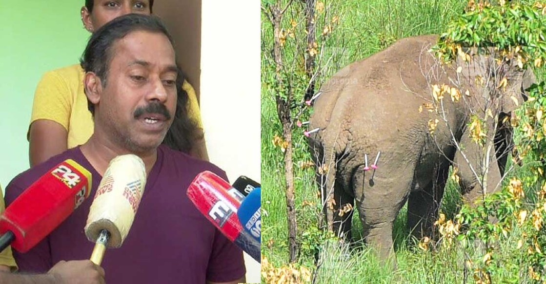 Dr Arun Zachariah; Arikomban after being shot with five darts of tranquilizer. Photo: Rijo Joseph/Manorama