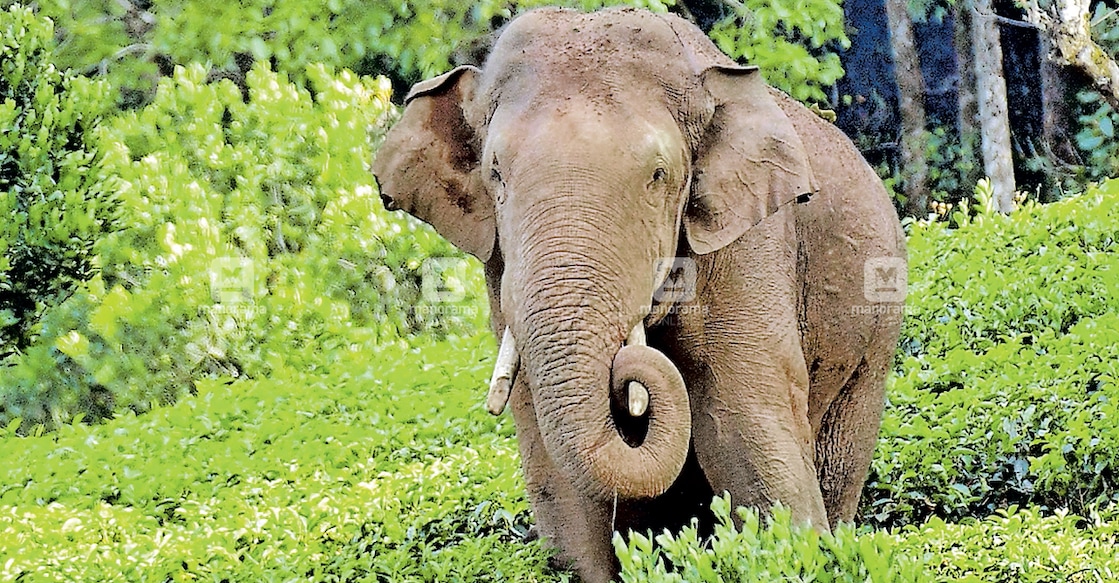 Wild tusker Arikomban. File photo: Rijo Joseph/Manorama
