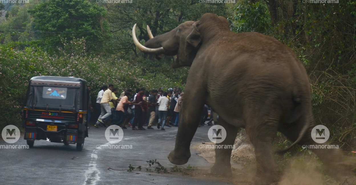 wild-elephant-munnar A wild elephant terrorising Munnar. File photo: Manorama