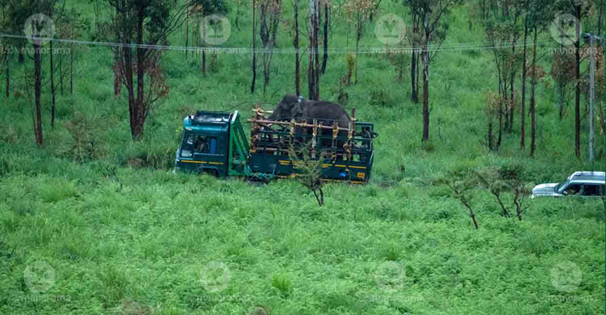 The rogue wild tusker Arikomban translocated from Idukki's Chinnakannal to the Periyar Tiger Reserve. Photo: Manorama News