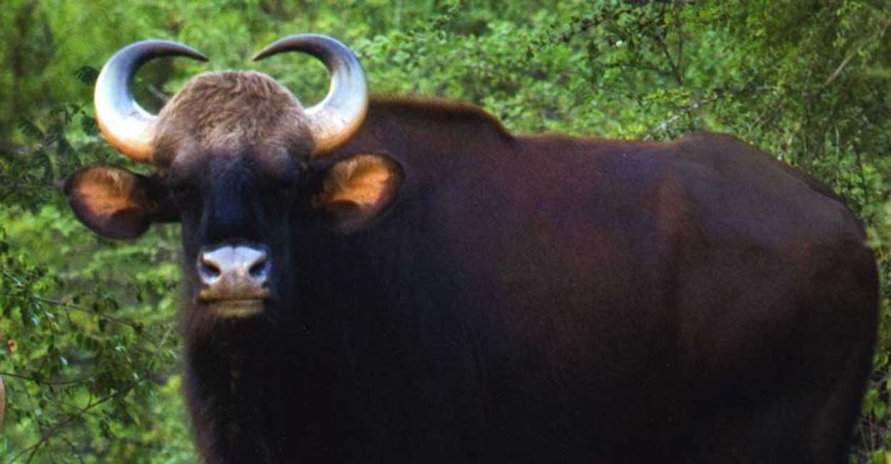 Within 7 years, seven persons each were injured in bison attacks in Idukki and Thiruvananthapuram districts. Photo: Manorama