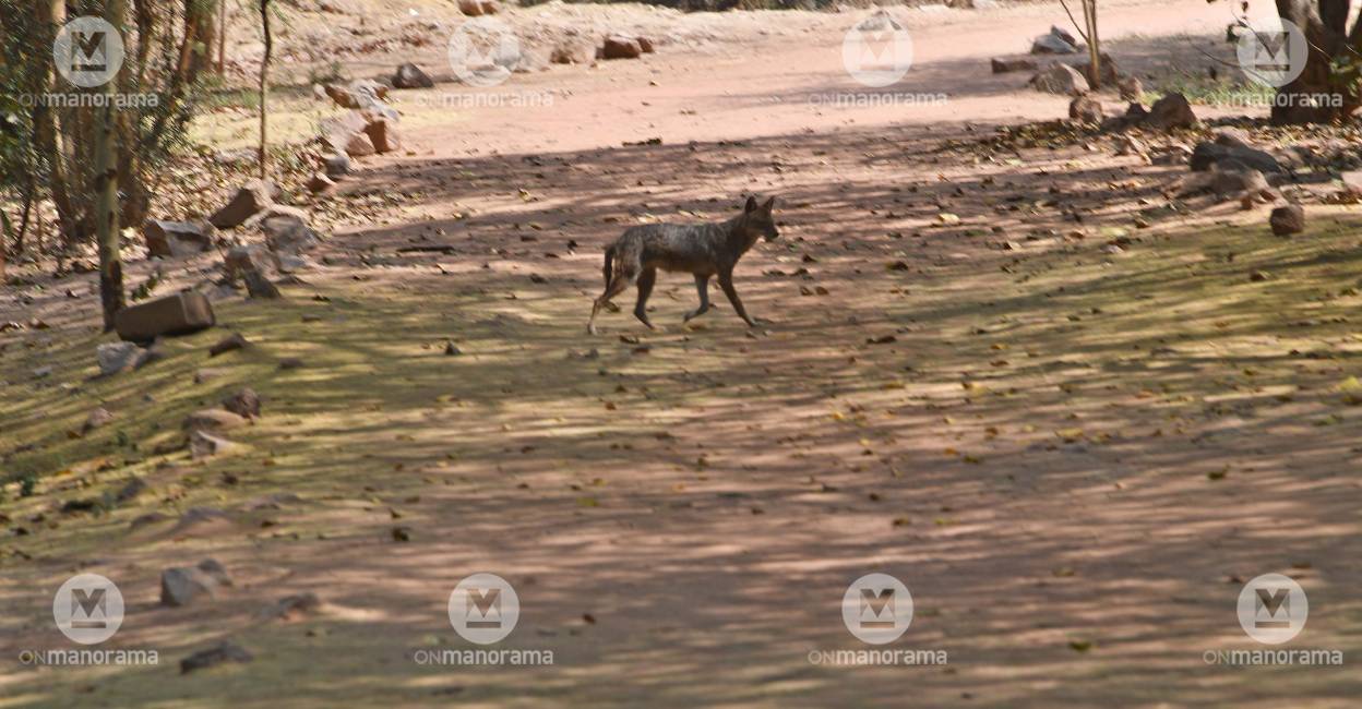Jackal. Photo: Arvind Jain / Manorama News