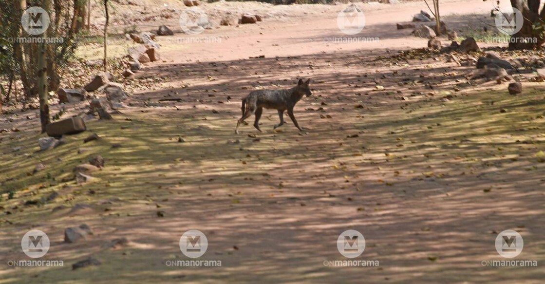 Jackal Jackal. Photo: Arvind Jain / Manorama News