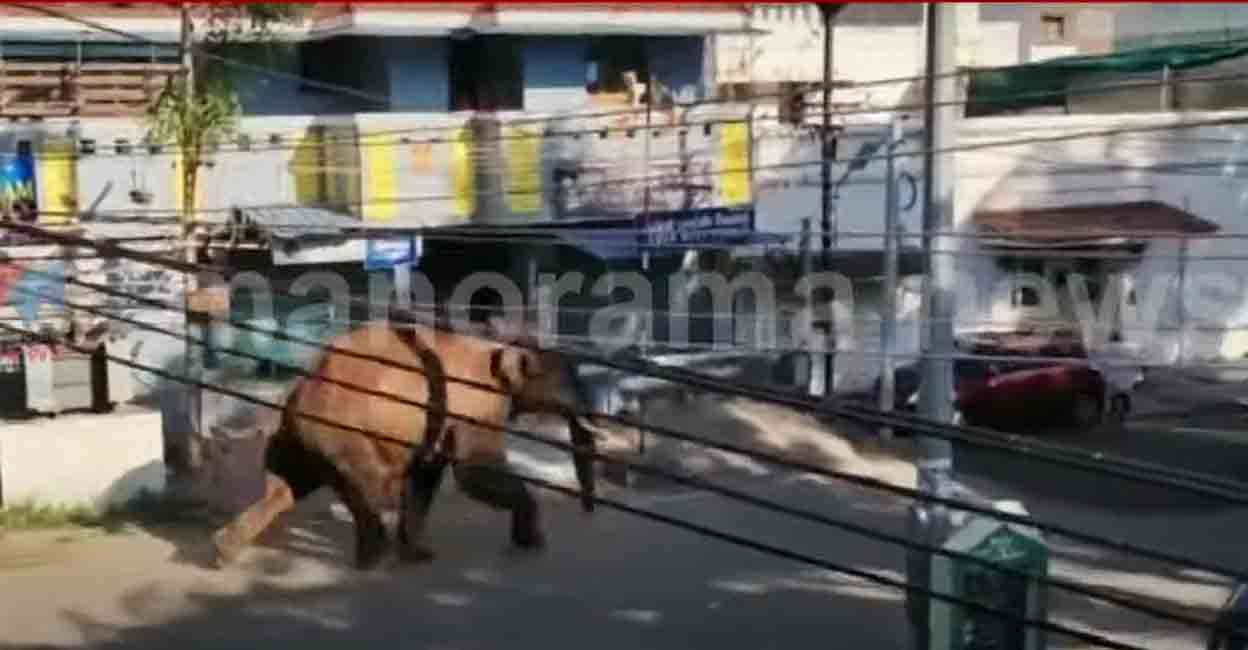 Arikomban Arikomban in Cumbum, Tamil Nadu. Photo: Manorama