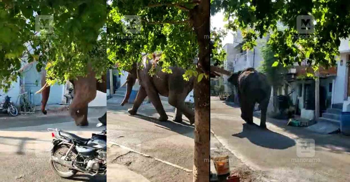 കമ്പം ടൗണിലിറങ്ങിയ അരിക്കൊമ്പന്റെ ദൃശ്യങ്ങൾ.