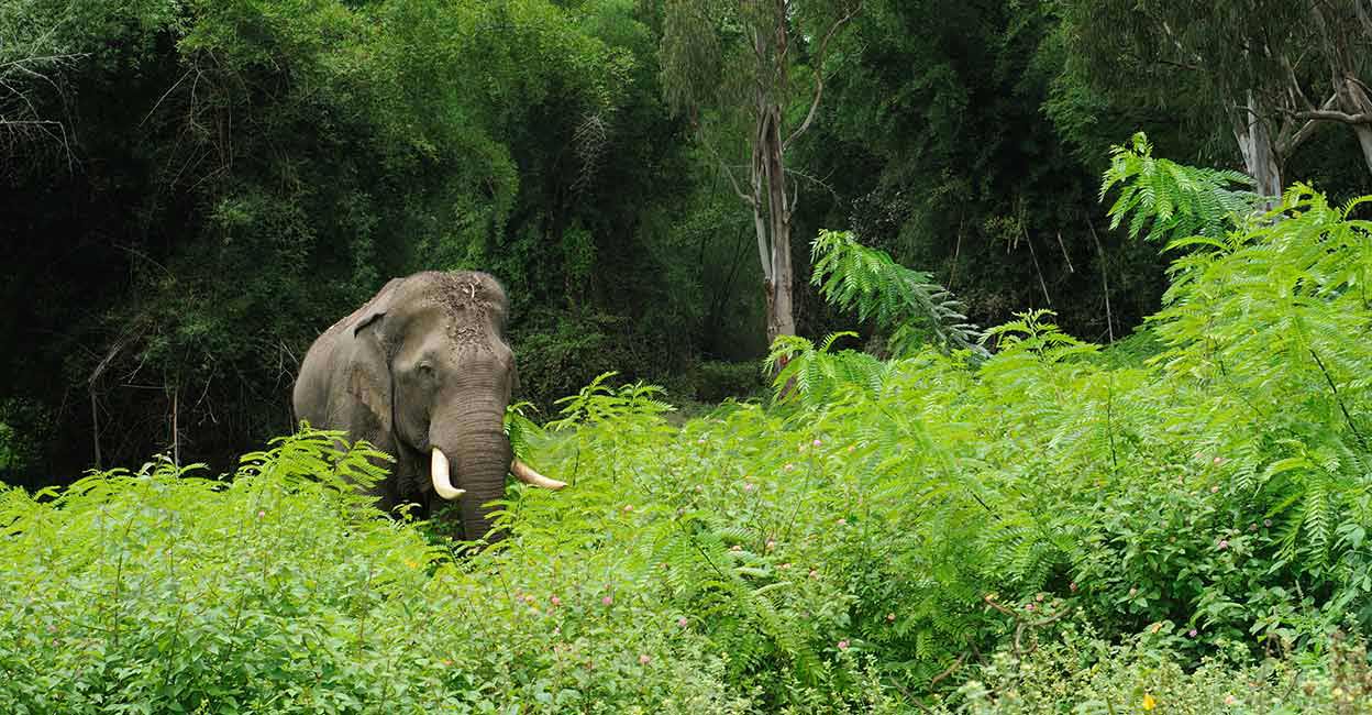 Woman killed, husband critically injured in wild elephant attack in Wayanad