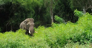 Three-day synchronised elephant estimation in south Indian states; Census held in 4 Kerala reserves