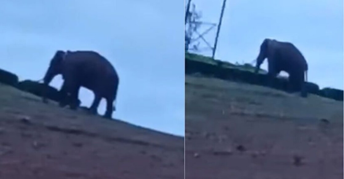 Arikomban was spotted at Meghamalai in Tamil Nadu. Photo: Screengrab