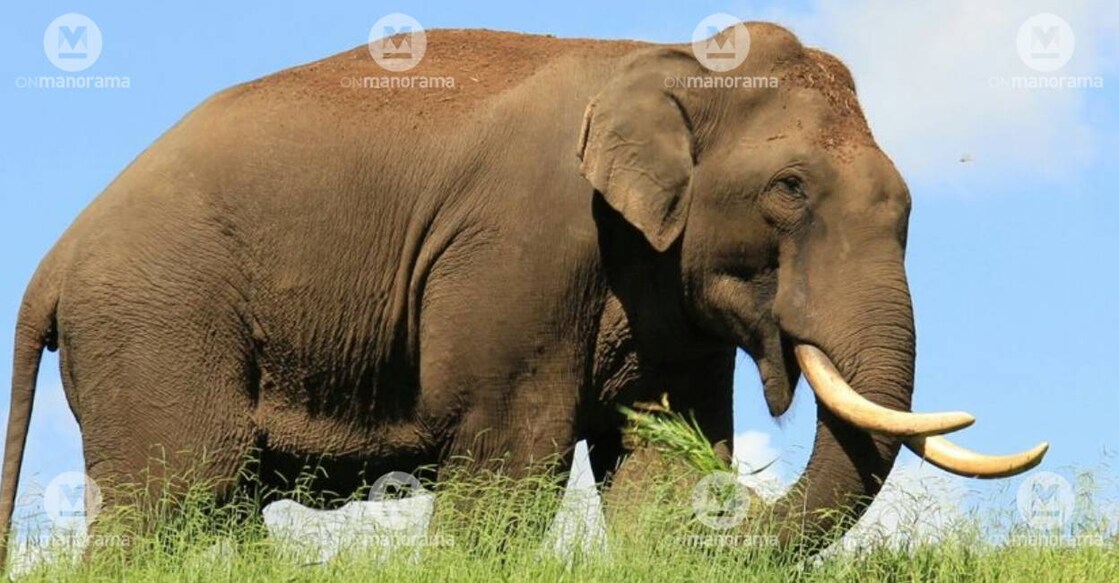 Arikomban in Idukki. Photo: Manorama