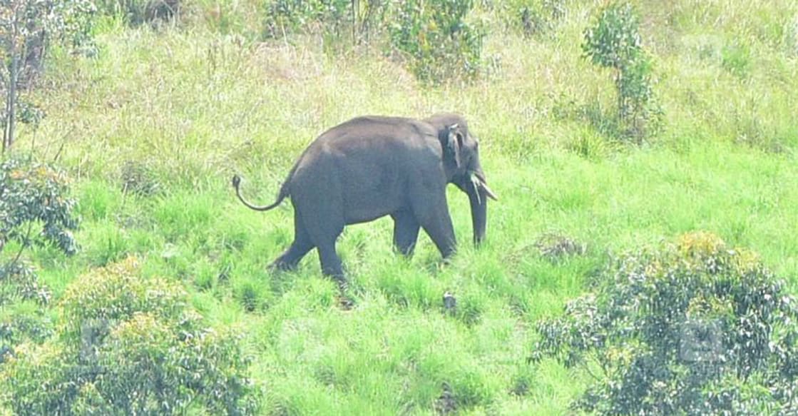 The ban on tourists would continue until Arikomban moves away from the place. Photo: Manorama