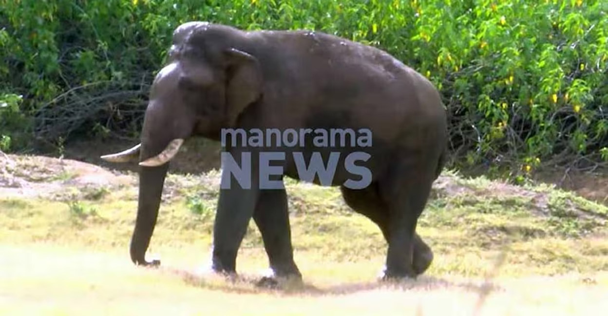 pt-14-main PT-14, along with a herd of over 20 elephants, including calves, has frequently stationed itself in the Kanjikode area of late. Photo: Manorama