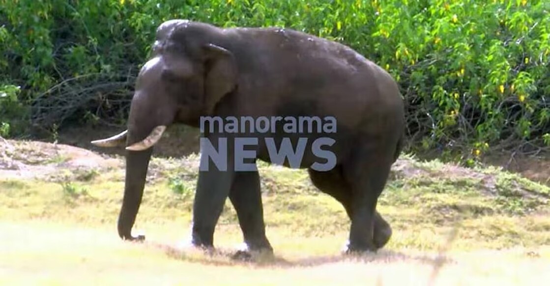 PT-14, along with a herd of over 20 elephants, including calves, has frequently stationed itself in the Kanjikode area of late. Photo: Manorama
