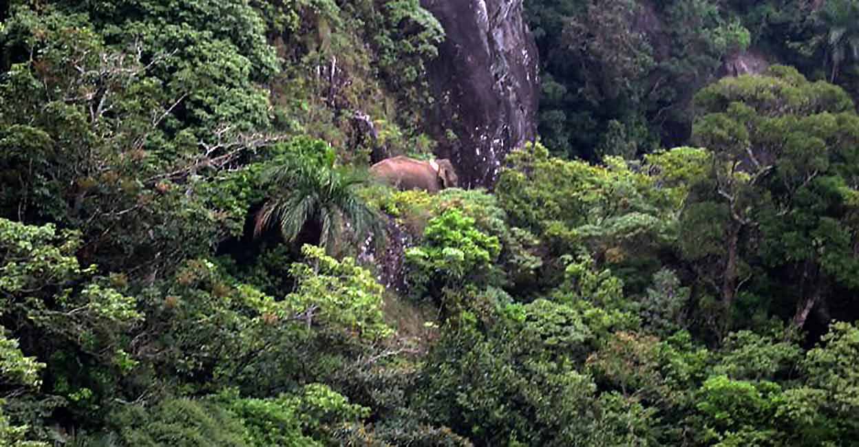 Arikomban Arikomban near Kuttiyar dam. Photo: Twitter/ Tamil Nadu Forest Department