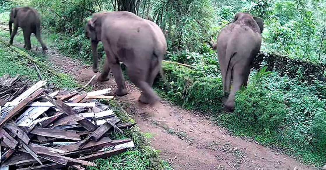 peerumade-elephant-herd A screengrab showing three elephants wandering in Peerumade, Idukki on Monday.