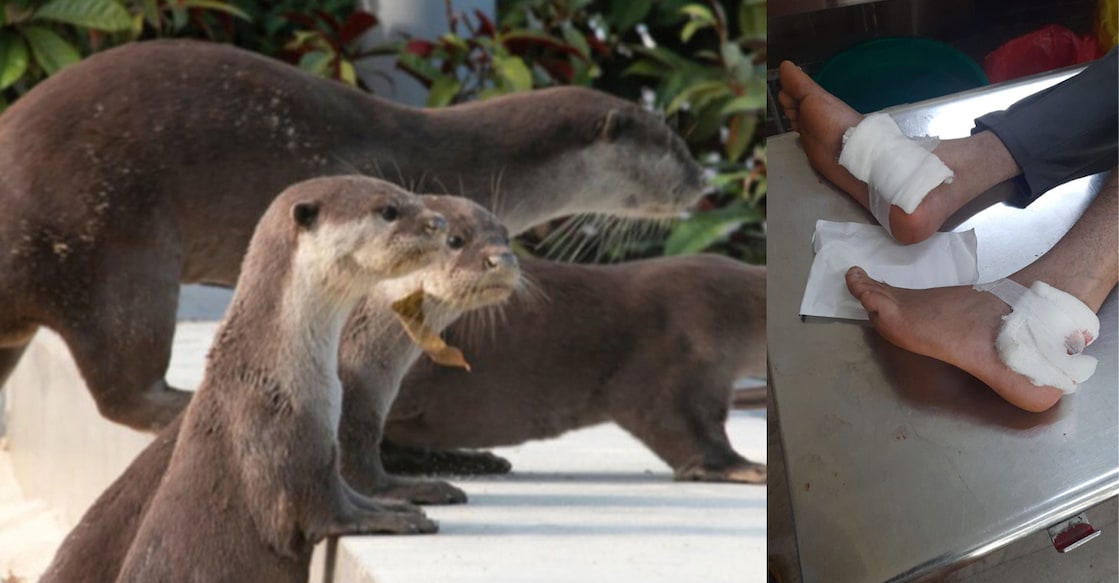 Two teenagers were bitten by otters at the Karatt kadavu of Iruvazhinji in Kodiyathur on Saturday. Photos: Shutterstock/Special arrangement 