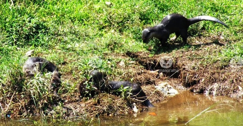 Otters of Kozhikode Rivers: A ferocious addition to human-animal ...