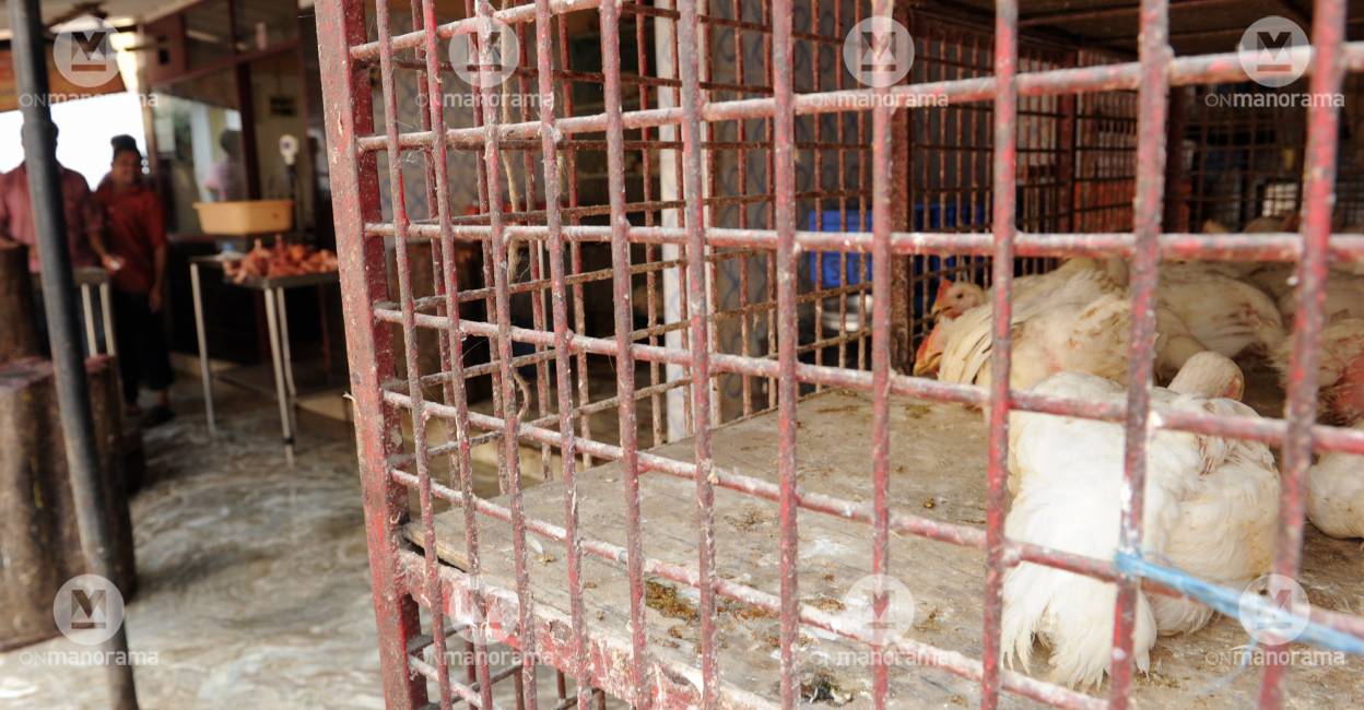 Chicken price The current price for one kg of chicken meat for the consumer is Rs 260.. Photo: Manorama