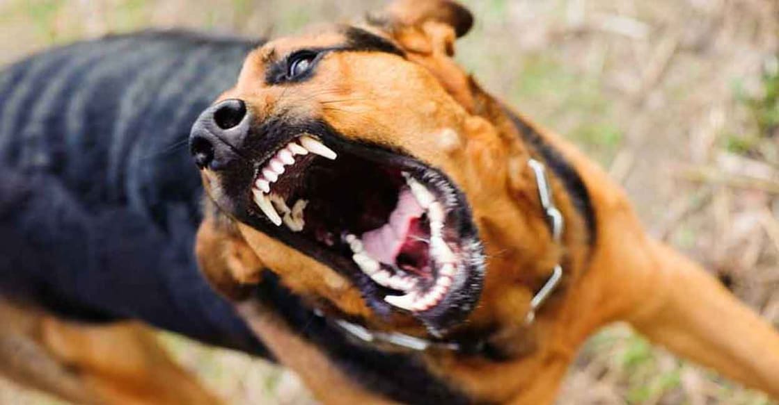 Sayan Mohammed (5) son of Manipparambil Navas, was attacked 50 metres from his house. Representative image/Manorama