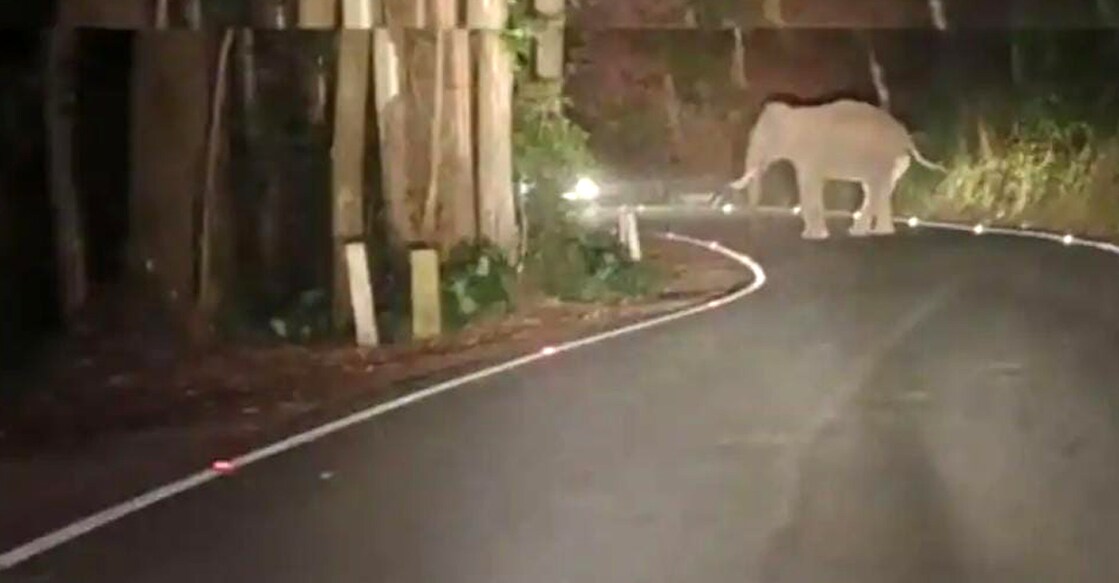 Murivalan on the Munnar-Mattupetti Road on Thursday night. Photo: Special arrangement