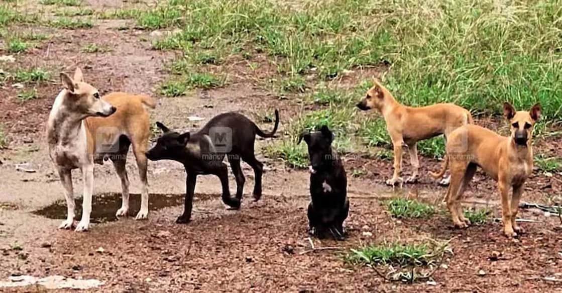 Only 17,987 stray dogs have been sterilized in nearly 9 months starting from September 2022 to June 11 this year. Photo: Manorama