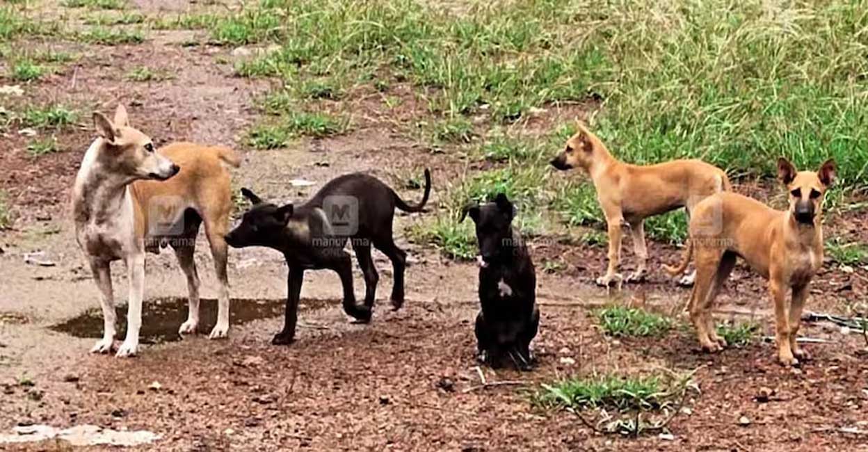 Only 17,987 stray dogs have been sterilized in nearly 9 months starting from September 2022 to June 11 this year. Photo: Manorama