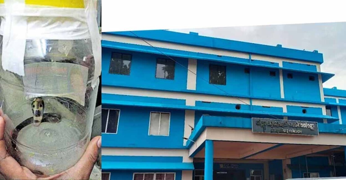One of the cobra hatchlings found at Perinthalmanna district hospital. Photo: Manorama