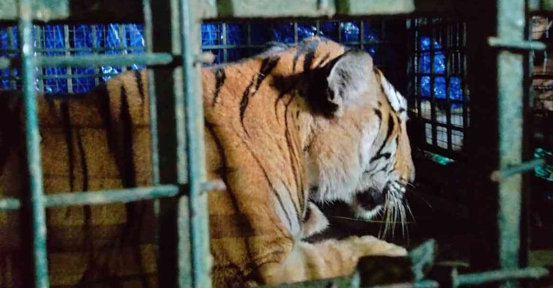 tiger-cub-panavally-wayanad The 10-year-old tiger inside a cage set by the forest department. Photo: Special arrangement