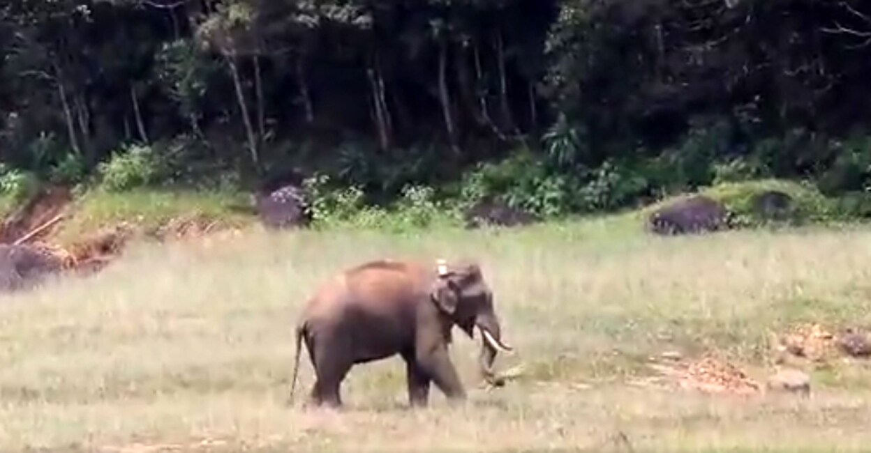 Arikomban grazing inside the Kalakad Mundanthurai Tiger Reserve. Photo: Screengrab/Video@supriyasahuias