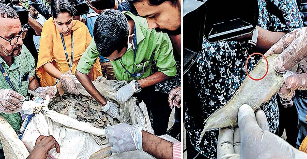 Food Safety Department officials inspect the load of stale fish that was offloaded at Thrissur railway station. Photo: Manorama