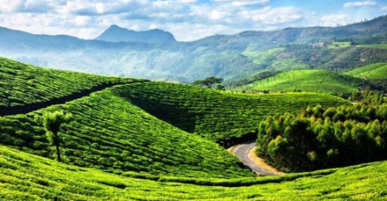 Tea plantations. Photo: Special Arrangement