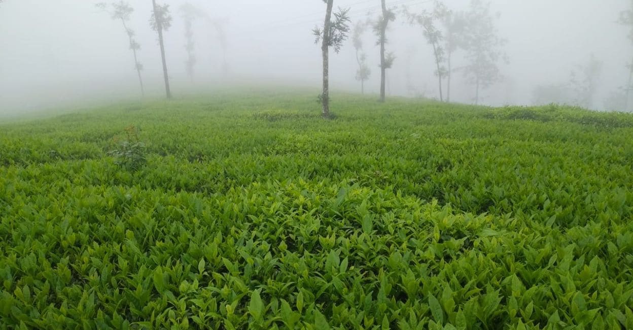 tea-plantation-2 Tea plantation. Photo: Special Arrangement
