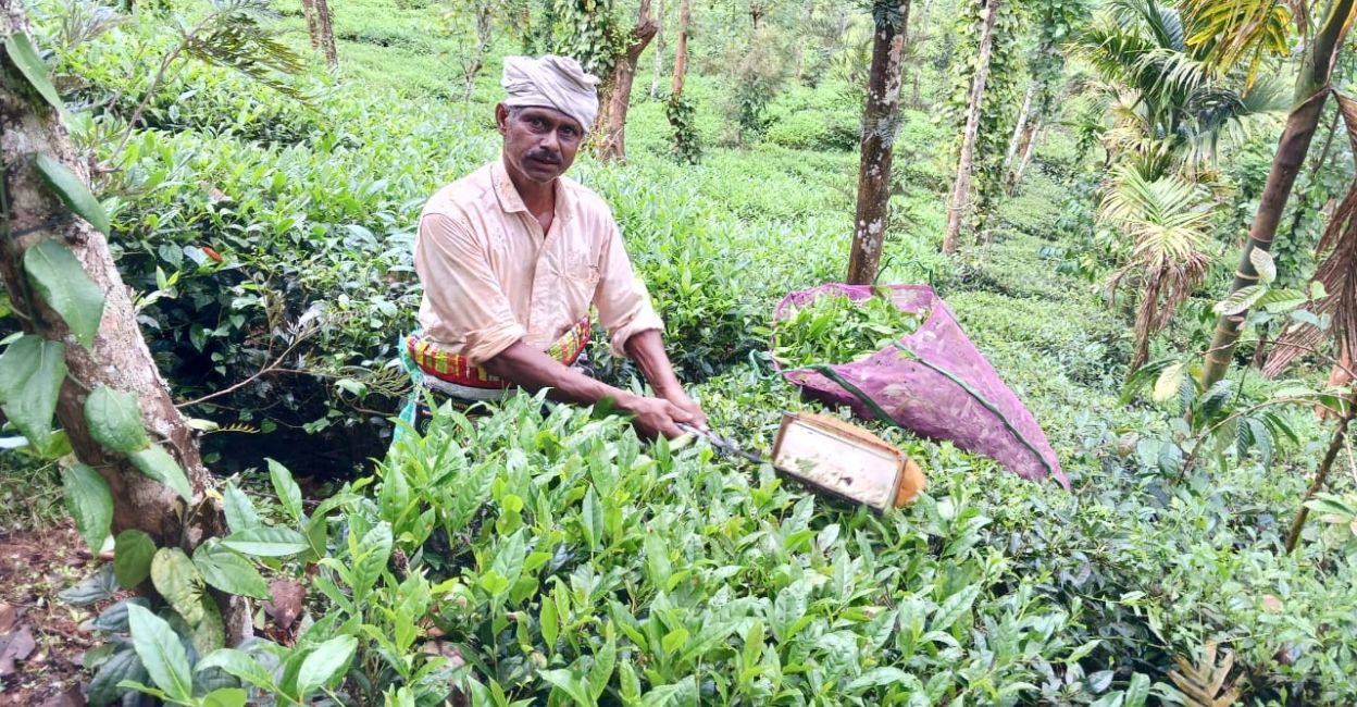 tea-plantation-4 A tea plantation worker. Photo: Special Arrangement