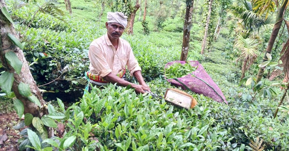 A tea plantation worker. Photo: Special Arrangement