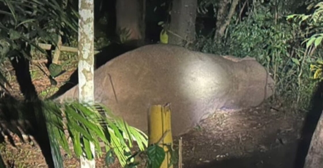 The elephant, which was knocked out for a couple of hours, left the area once it regained consciousness. Photo: Special Arrangement