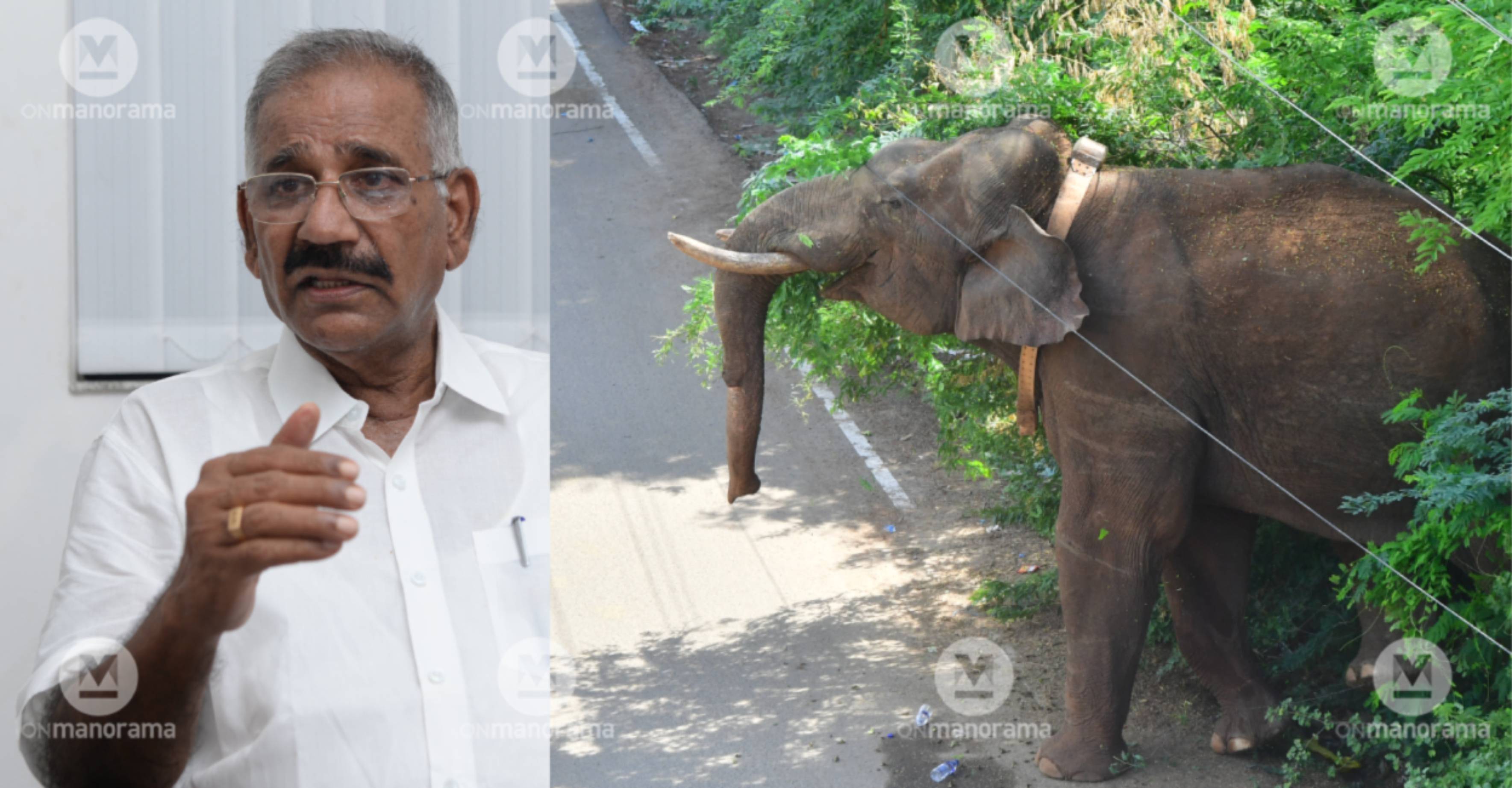 Saseendran and Arikomban. Photo: Manorama