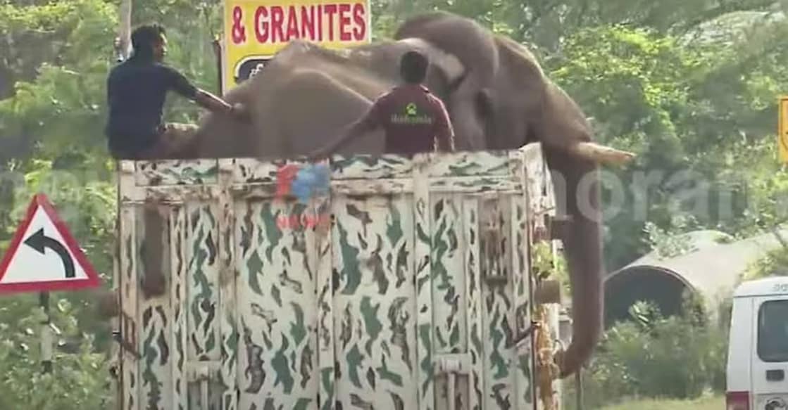 Arikomban being translocated in a Wildlife Ambulance of the Tamil Nadu Forest Department. Screengrab/Manorama News
