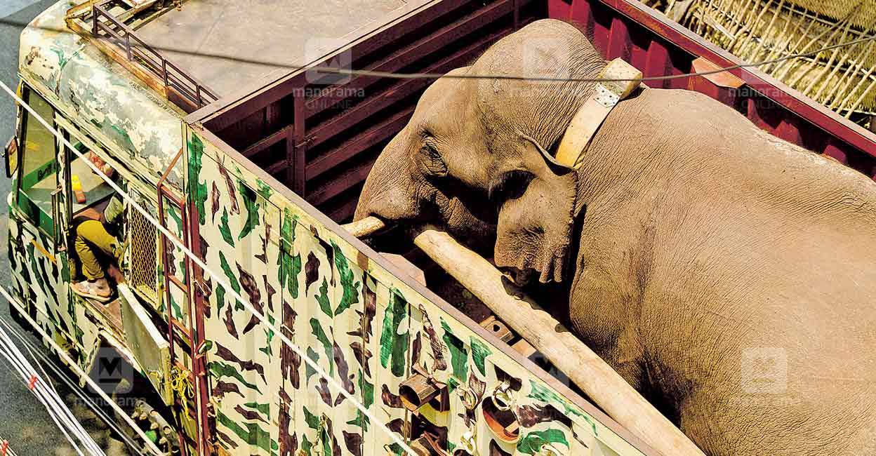 Arikomban was translocated to Muthukkuli forest near Mundanthurai Tiger Reserve after a day in captivity. Photo: Manorama