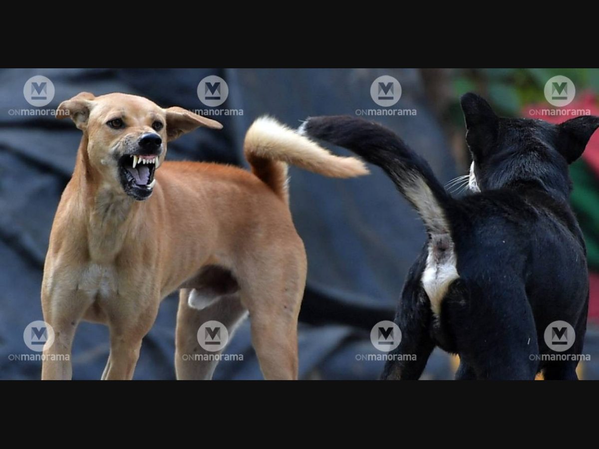 Mating sale street dogs