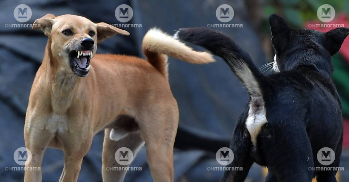 Stray dog Photo: Manorama