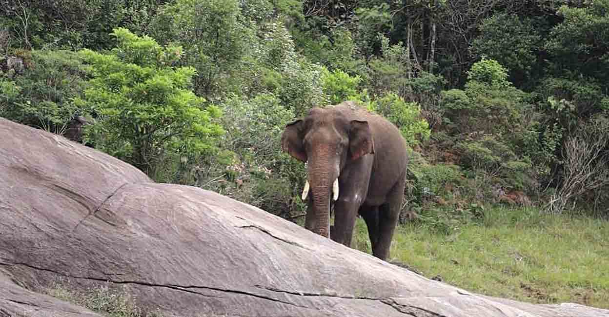 Arikomban near Kodayar dam. Photo: Screen grab/Twitter/Supriya Sahu