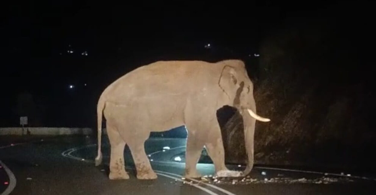 Chakkakomban blocking traffic on Kochi-Dhanushkodi National Highway on Wednesday night. Photo: Special arrangement 