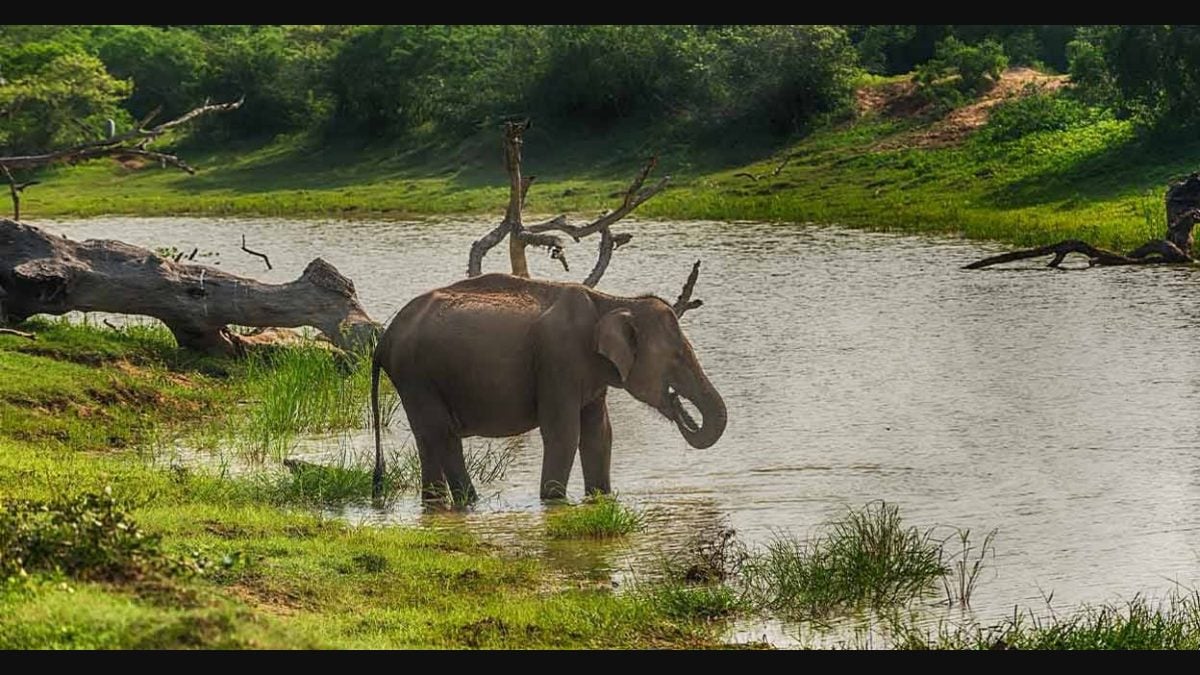 Top 10 Elephants In Kerala