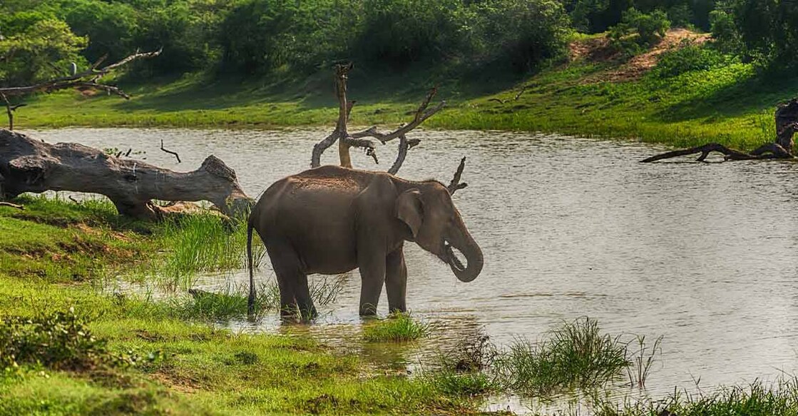 The most number of elephant deaths were reported from Kuttampuzha (17), Idamalayar (12), Athirappilly (10), and Adimali (10) forest ranges- Representational image. Photo: iStock/Krivinis