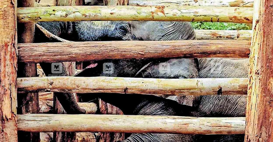 Wild tusker, code-named PT-7, which was captured and caged in the Dhoni elephant camp early this year. Photo: Manorama