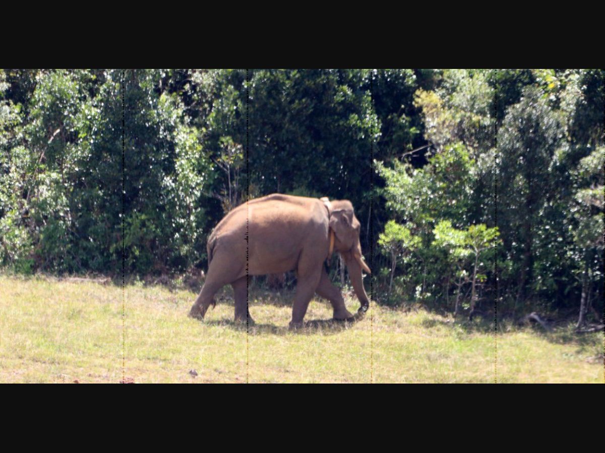 Wild animals entering human territory like never before; Tigers, elephants  top intruders - KERALA - GENERAL