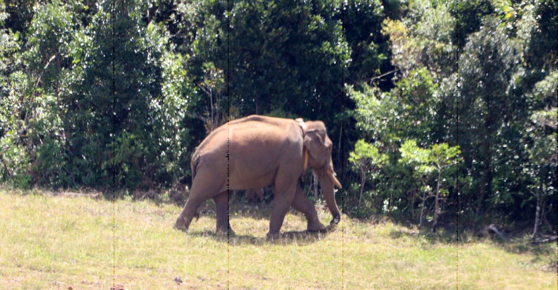A photograph of Arikomban claimed to be taken on July 15. Photo: Twitter/@supriyasahuias