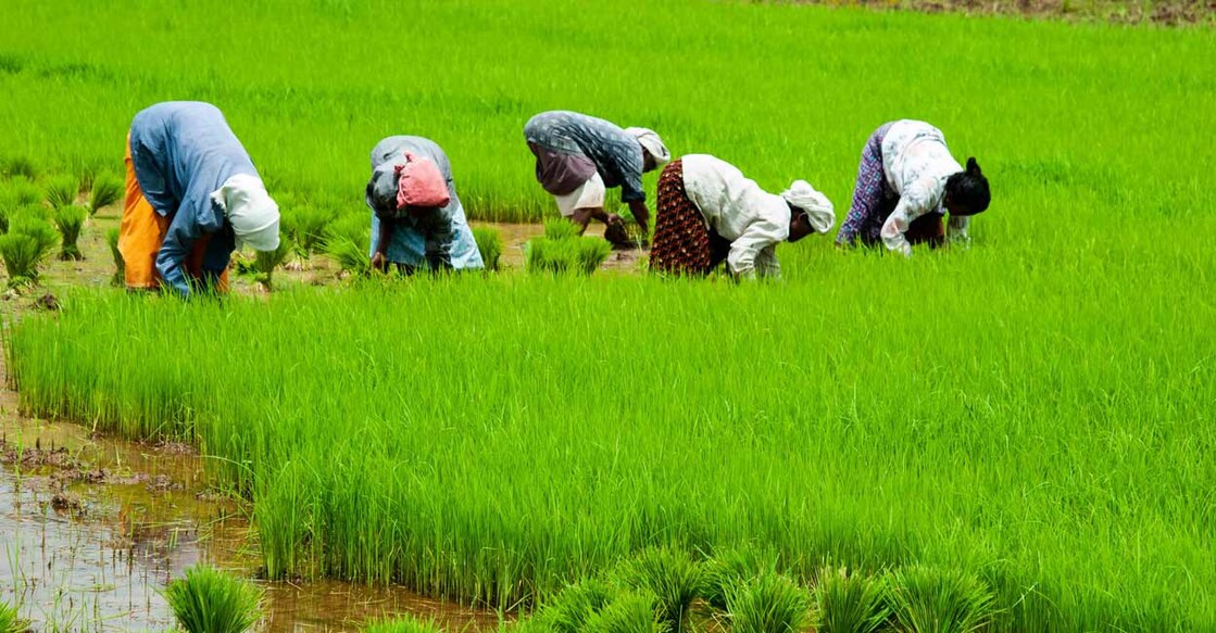 The amount has been due to farmers over periods between six months and two years. Photo: Shutterstock images/Sids